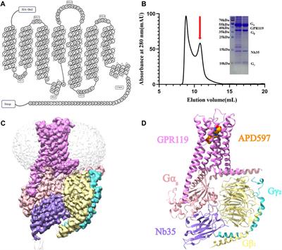 Structure of human GPR119-Gs complex binding APD597 and characterization of GPR119 binding agonists